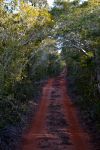 Le escursioni all'interno della Foresta Arabuko-Sokoke (Kenya) si possono effettuare da soli o accompagnati da una guida ufficiale.