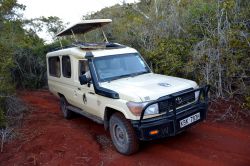 Safari nell'Arabuko-Sokoke Forest (Kenya): la foresta si può visitare a piedi, in bici o con un fuoristrada.