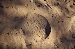 L'impronta di un elefante sulla terra della Foresta Arabuko-Sokoke, in Kenya. Anche se difficili da scorgere, qui vivono liberi alcuni elefanti.