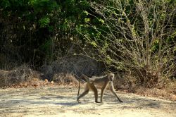 Babbuino: non è affatto raro incontrare le scimmie all'interno della Foresta Arabuko-Sokoke, nei pressi di Malindi e Watamu (Kenya).