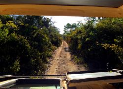 Esistono oltre 30 km di sentieri da percorrere in fuoristrada ll'interno della Foresta Arabuko-Sokoke (Kenya).