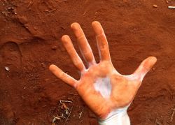 Foresta Arabuko-Sokoke, Kenya: il caratteristico colore rosso della terra è uno dei tanti aspetti affascinanti di quest'area naturale.