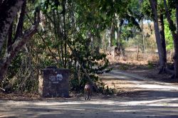 Kenya: l'ingresso dell'Arabuko-Sokoke Forest. Già in questa zona è possibile scorgere qualche animale, come le scimmie.