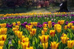 Una fioritura di tulipani  ai giardini di Villa Taranto Piemonte - © gab90 / Shutterstock.com