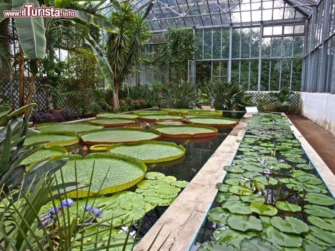 Immagine Una delle serre di Villa Taranto a Verbania - © www.villataranto.it
