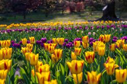 Una fioritura di tulipani  ai giardini di Villa Taranto Piemonte - © gab90 / Shutterstock.com