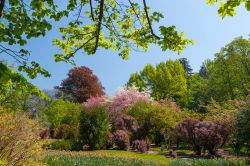 L'Orto botanico dei giardini di Villa Taranto, sul Lago Maggiore - © elitravo / Shutterstock.com