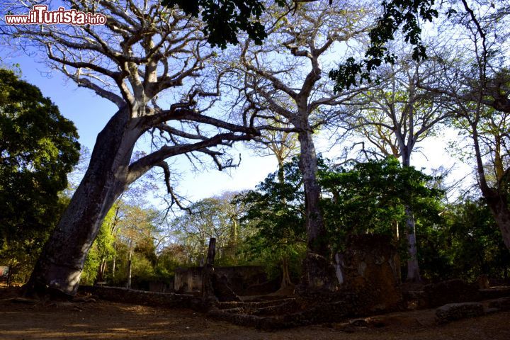 Immagine Kenya, le rovine di Gede: immerse in una lussureggiante vegetazione, le rovine dell'antica città Swahili sono uno dei luoghi storicamente più interessanti della costa del Kenya.