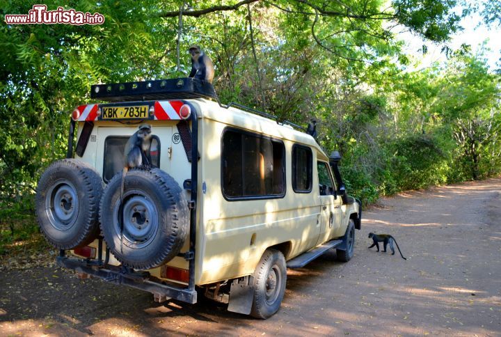 Immagine Kenya: i cercopitechi danno il benveuto ai visitatori delle rovine di Gede, che si trovano immerse nella foresta dove queste scimmie vivono assieme a molti altri animali.