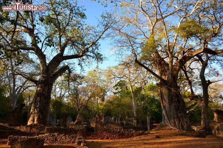 Immagine Watamu (Kenya): le rovine di Gede appartengono all'antica città Swahili di Kilimani, situata a pochi km dalla costa dell'Oceano Indiano.