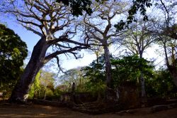 Kenya, le rovine di Gede: immerse in una lussureggiante vegetazione, le rovine dell'antica città Swahili sono uno dei luoghi storicamente più interessanti della costa del Kenya. ...