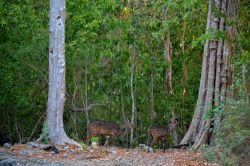 Foresta Arabuko-Sokoke: le rovine di Gede si trovano di fatto immerse nella foresta Arabuko-Sokoke, anche se il confine ufficiale si trova qualche centinaio di metri più ad ovest. Qui ...