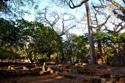 Rovine di Gede, Watamu (Kenya): la visita alle vestigia dell'antica città Swahili dura circa un'ora e mezza. Consigliamo di farla accompagnati da una guida ufficiale che possa ...