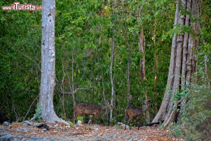 Immagine Foresta Arabuko-Sokoke: le rovine di Gede si trovano di fatto immerse nella foresta Arabuko-Sokoke, anche se il confine ufficiale si trova qualche centinaio di metri più ad ovest. Qui vivono numerose specie animali e non è raro avvistarne qualcuna durante la visita.