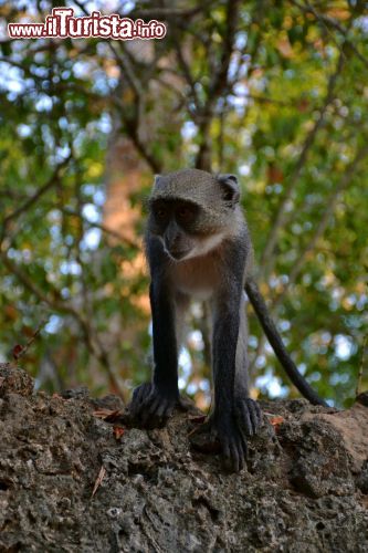 Immagine Scimmia: presso le rovine di Gede (Kenya) vive una folta colonia di scimmie, in particolare di cercopitechi, che spesso interagisce con i turisti.