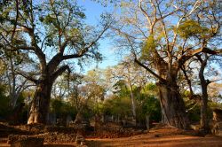 Watamu (Kenya): le rovine di Gede appartengono all'antica città Swahili di Kilimani, situata a pochi km dalla costa dell'Oceano Indiano.