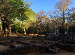 Rovine di Gede: l'antica città Swahili di Gede era popolata, al momento del suo apogeo nel XV secolo, da 2500-3000 persone.