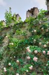 Un roseto che si arrampica sulle mura del Castello di Gropparello - © Mi.Ti. / Shutterstock.com