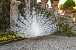 Un pavone bianco sfida le bellezze dell'Isola Bella sul Lago Maggiore (Piemonte) - © elitravo / Shutterstock.com