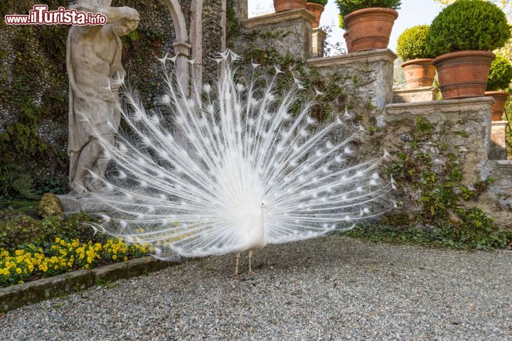 Immagine Un pavone bianco sfida le bellezze dell'Isola Bella sul Lago Maggiore (Piemonte) - © elitravo / Shutterstock.com