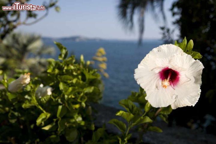 Immagine Fioritura nel giardino dell'Isola Maggiore o Isola Madre sul versante occidentale del Lago Maggiore in Piemonte - © www.isoleborromee.it