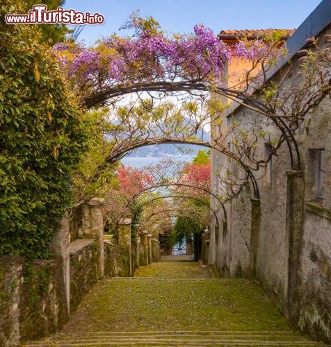 Immagine La visita al giardino fiorito dell'Isola Madre, la più verde delle tre isole principali dell'arcipelago delle Borromee, sul Lago Maggiore in piemonte - © elitravo / Shutterstock.com