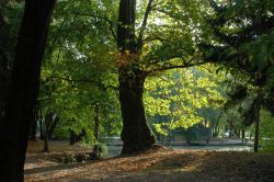 Una veduta degli splendidi alberi del Parco a Treviso - © Gruppo Alcuni