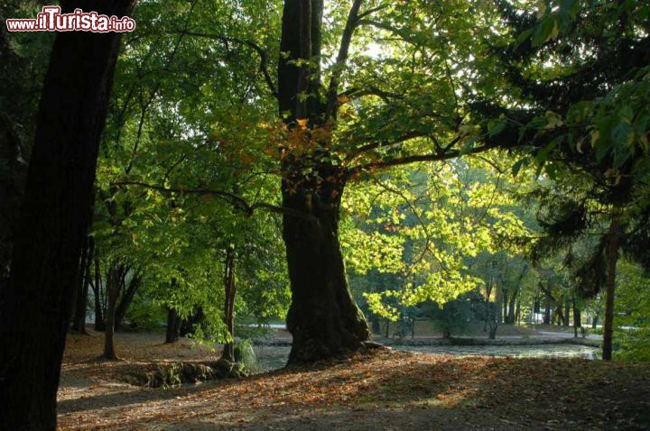 Immagine Una veduta degli splendidi alberi del Parco a Treviso - © Gruppo Alcuni