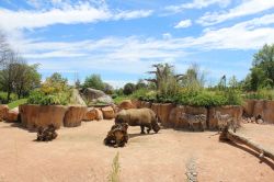 La savana africana ricostruita con rinoceronti e zebre al bioparco Zoom Torino - @ Zoom Torino