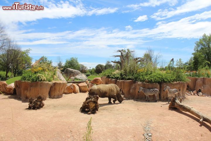 Immagine La savana africana ricostruita con rinoceronti e zebre al bioparco Zoom Torino - @ Zoom Torino