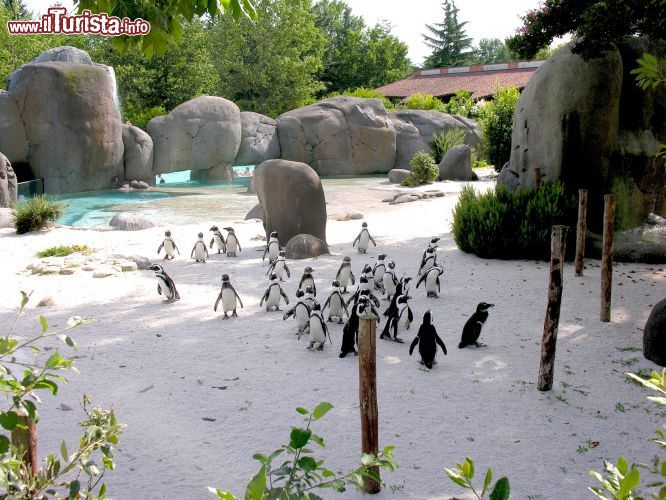 Immagine Un gruppo di pinguini, carini e coccolosi, al bioparco di Zoom Torino di Cumiana - @ Zoom Torino