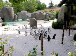 Un gruppo di pinguini, carini e coccolosi, al bioparco di Zoom Torino di Cumiana - @ Zoom Torino