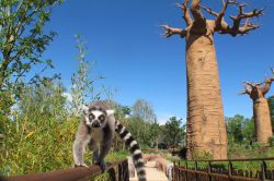 Un lemure e dei baobab, uno scenario da vero Madagascar al bioparco Zoom Torino di Cumiana - @ Zoom Torino