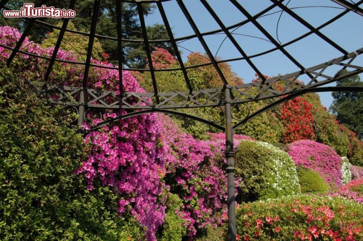 Immagine La fioritura primaverile nel parco di Villa Carlotta è un appuntamento immancabile per quanti decidonop di visitare lo splendido giardino botanico - foto © www.villacarlotta.it