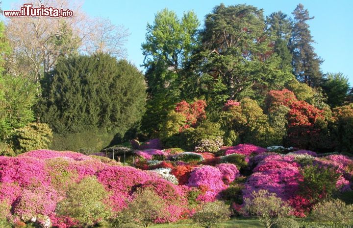 Immagine Azalee nei giardini di Villa Carlotta: aprile e maggio sono i mesi in cui fioriscono le azalee, donando all'ambiente del parco un tocco magico - foto © www.villacarlotta.it