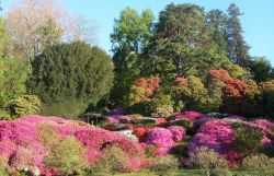 Azalee nei giardini di Villa Carlotta: aprile e maggio sono i mesi in cui fioriscono le azalee, donando all'ambiente del parco un tocco magico - foto © www.villacarlotta.it
