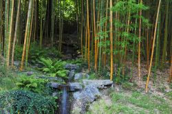 Il giardino dei bambù di Villa Carlotta contiene oltre 25 specie di questa pianta e si sviluppa su di una superficie di oltre 3.000 metri quadri - foto © kavram / Shutterstock.com ...