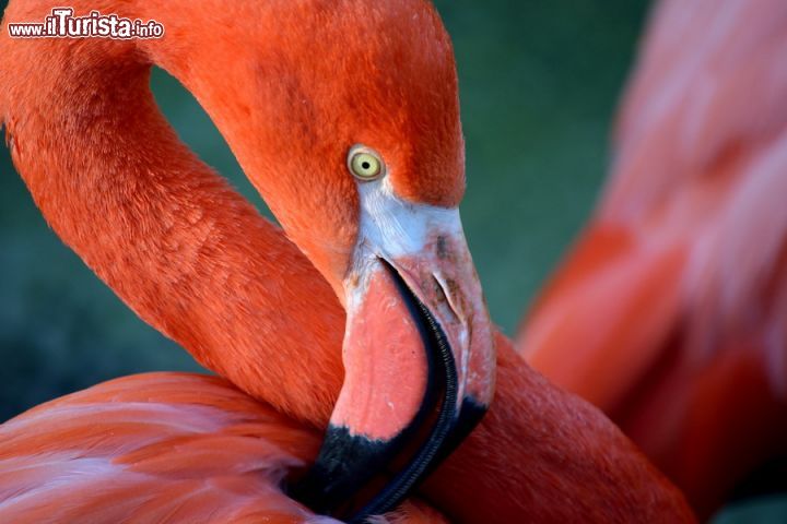 Cosa vedere e cosa visitare Parco Faunistico Le Cornelle