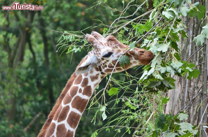 Immagine Giraffa al Parco Faunistico Le Cornelle, Valbrembo - © www.lecornelle.it