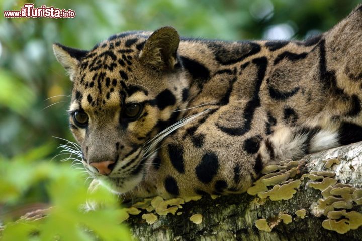 Immagine Leopardo nebuloso al Parco Faunistico Le Cornelle, Valbrembo - © www.lecornelle.it