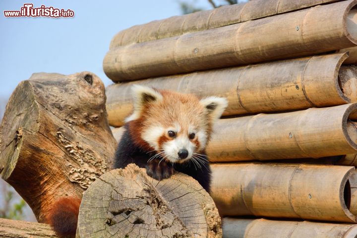 Immagine Panda minore al Parco Faunistico Le Cornelle, Valbrembo - © www.lecornelle.it