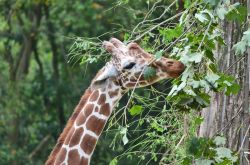 Giraffa al Parco Faunistico Le Cornelle, Valbrembo - © www.lecornelle.it