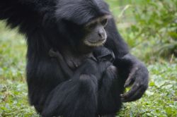 Un esemplare di Siamango al Parco Faunistico Le Cornelle, Valbrembo - © www.lecornelle.it