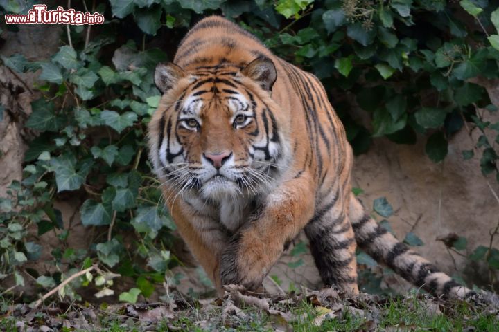 Immagine Tigre al Parco Faunistico Le Cornelle, Valbrembo - © www.lecornelle.it