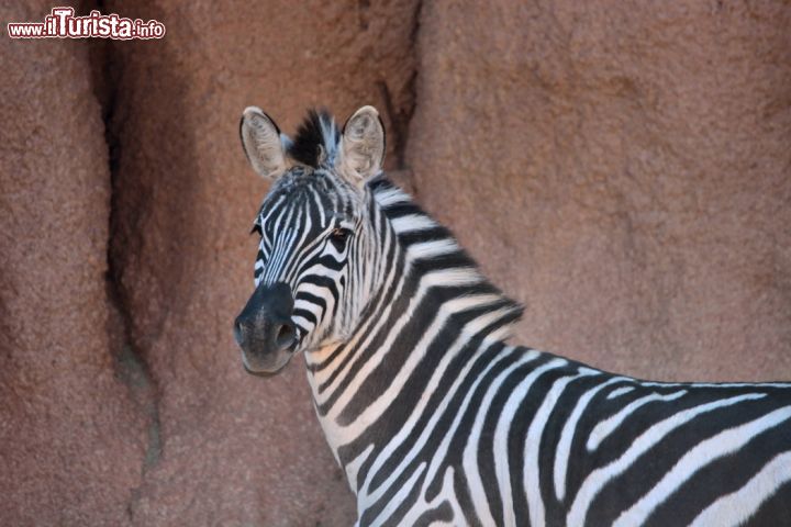 Immagine Zebra al Parco Faunistico Le Cornelle, Valbrembo - © www.lecornelle.it