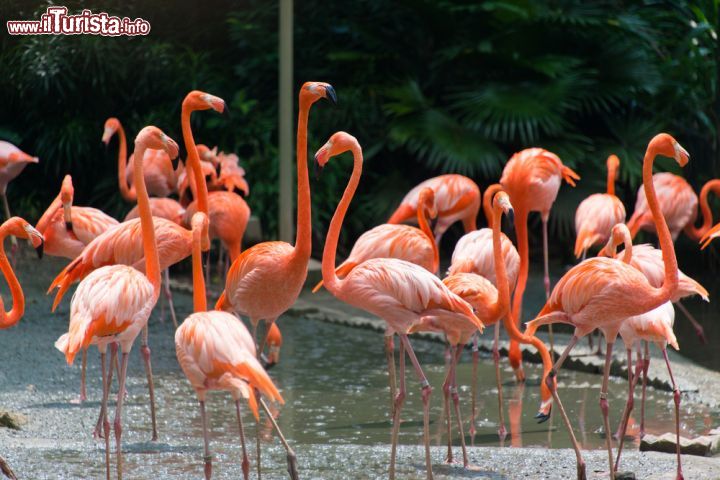 Immagine Fenicotteri rosa allo Zoo di Singapore. Il lungo collo affusolato e il portamento elegante ne fanno una delle specie animali più fotografate del parco cittadino - © Elnur / Shutterstock.com