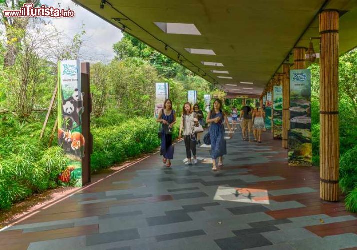 Immagine La visita allo Zoo di Singapore. E' considerato uno dei migliori parchi zoologici del mondo: questa ampia struttura si estende su 28 ettari di ricca vegetazione che si protendono nelle acque dell'Upper Seletar Reservoir - © Trong Nguyen / Shutterstock.com