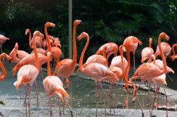 Fenicotteri rosa allo Zoo di Singapore. Il lungo collo affusolato e il portamento elegante ne fanno una delle specie animali più fotografate del parco cittadino - © Elnur / Shutterstock.com ...