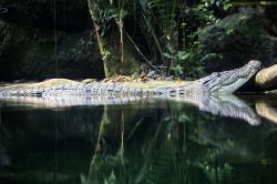 Un coccodrillo allo Zoo di Singapore. Fra gli incontri ravvicinati con gli ospiti del parco zoologico di Singapore non mancano neppure quelli con i coccodrilli che qui vivono nella foresta pluviale ...
