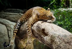 Un leopardo si riposa allo Zoo di Singapore. Un bellissimo esemplare di leopardo, felino appartenente alla sottofamiglia dei panterini, fotografato mentre si riposa dopo essersi arrampicato ...